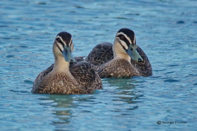 Pair of Chestnut Teal Ducks, Agelsea, Victoria, Australia