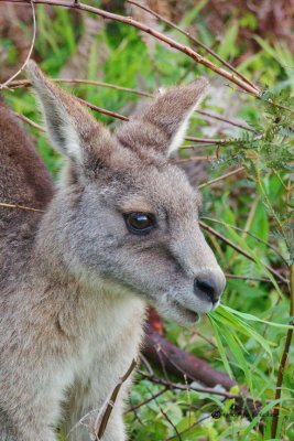 Close up of Doe Kangaroo