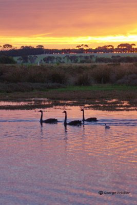 Swans in the twilight glow