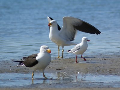 Pacific Gull's and Silver or Australian Gull, Australia, Victoria, Sandy Point