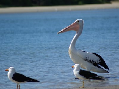 Pacific Gull's & Australasian Pelican, Australia, Victoria, Sandy Point