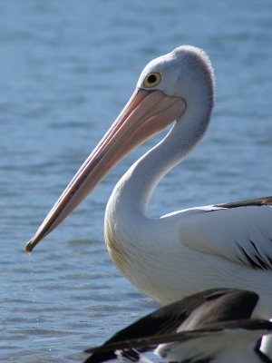Australasian Pelican, Australia, Victoria, Sandy Point