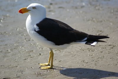 Pacific Gull, Australia, Victoria, Sandy Point