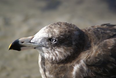 Juvenile (Brown Colouring) Pacific Gull, Australia, Victoria, Sandy Point