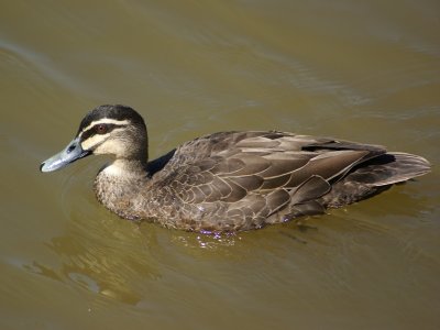 duck01.jpg
