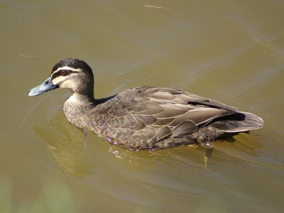 duck02.jpg