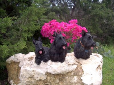 (LtoR) - Bella (Jody Jones), Fiona (Linda Bassett) and Finn (Rae Bailey)