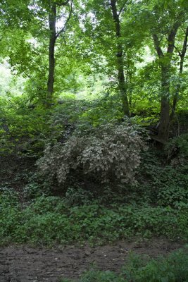IMG_3064.jpg