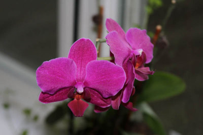 Orchid