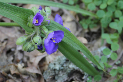 Purple flower