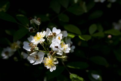 White/yellow flower