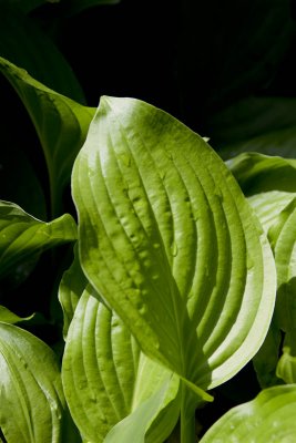 Hosta Leaf