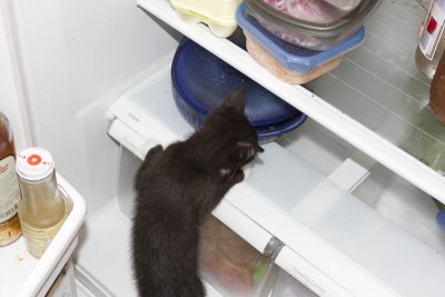 Refrigerator Kitten 1.jpg