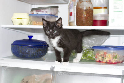 Refrigerator Kitten 2.jpg