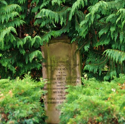 Stone In Ferns