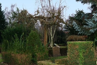 Stone Under Gnarly Tree