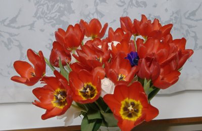 Christmas Flowers