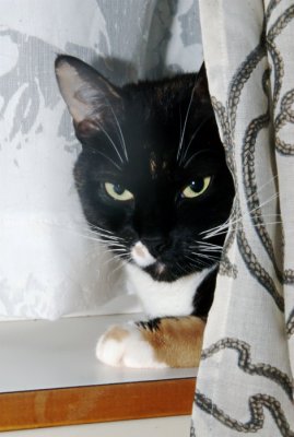 Misha Peeking