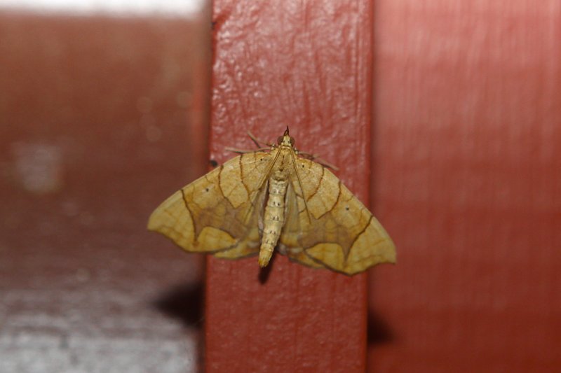 Moth at the cabin