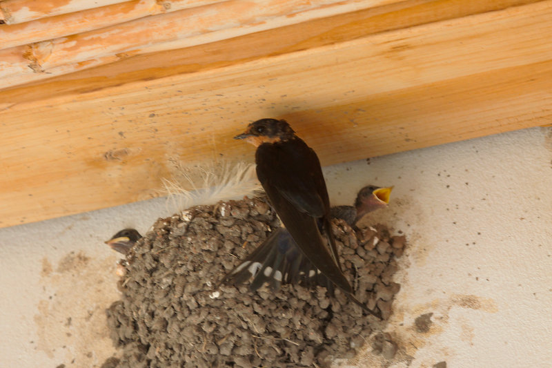 Barn Swallow at Nest