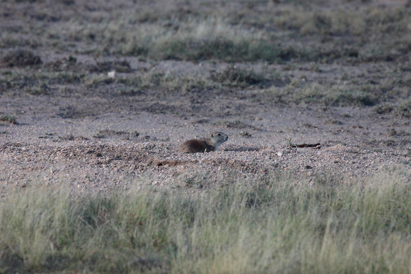 Prairie Dog