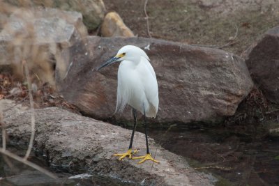 Snowy Egret