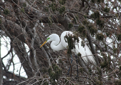 Egret