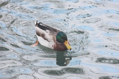 Mallard