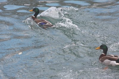 Mallard Play