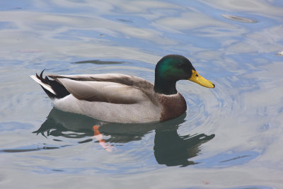 Mallard