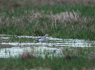 Greater Yellow Legs