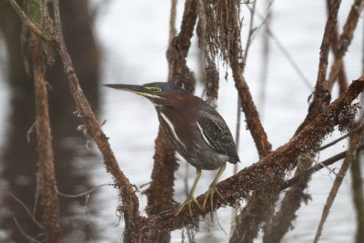 Green Heron