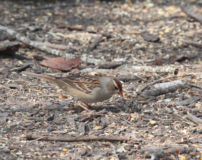 Immature White-crowned Sparrow