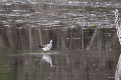Greater Yellowlegs