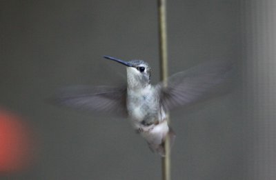 Juvie Hummingbird