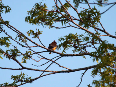 Cedar Waxwing