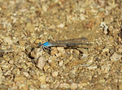Damselfly