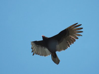 Turkey Vulture