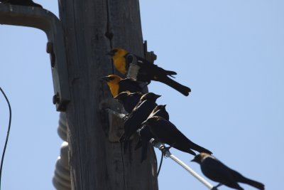 Yellow Headed Blackbird