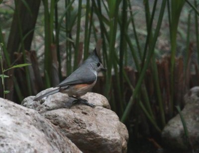 Black Crested Titmouse