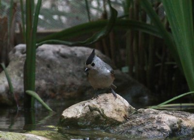 Black Crested Titmouse