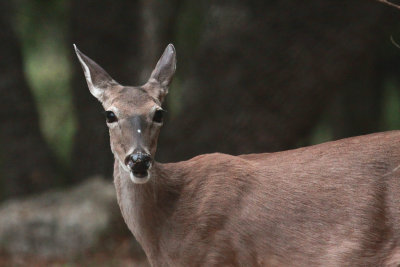 Who you calling Bambi?