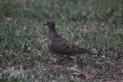Mourning Dove in the morning