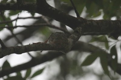 Hummingbird Nest