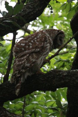 Barred Owl scratching