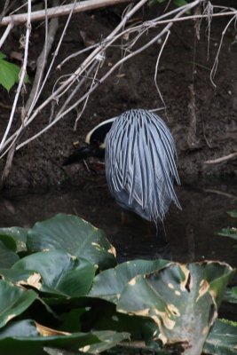 Yellow-crowned Night Heron