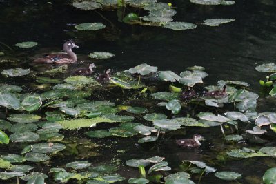 Female Wood Duck with babies
