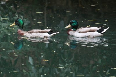 Mallards