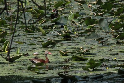 Black-bellied Whistling Duck with Wood Duck babies