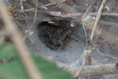 Spider in waiting